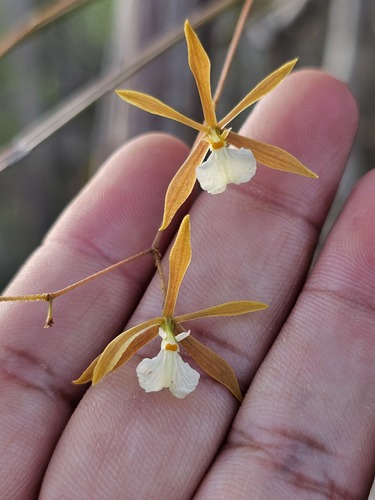 Threadstemmed Encyclia (Encyclia nematocaulon)