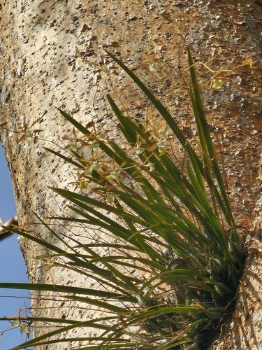 Encyclia nematocaulon, photograph 3