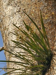 Encyclia nematocaulon, photograph (c) Giovana A. Valencia, some rights reserved (CC BY)
