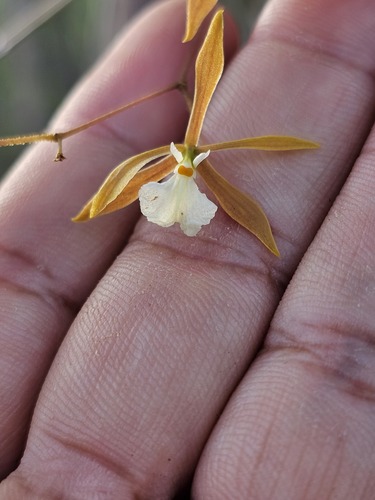 Encyclia nematocaulon, photograph 2