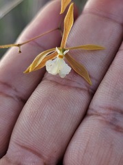 Encyclia nematocaulon, photograph (c) Giovana A. Valencia, some rights reserved (CC BY)