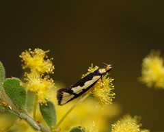 Diapatela semophanes