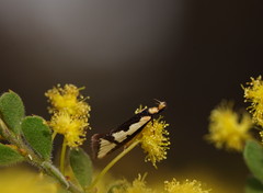 Diapatela semophanes