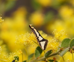 Diapatela semophanes