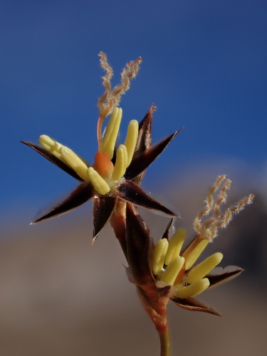 Baltic rush (Juncus balticus)