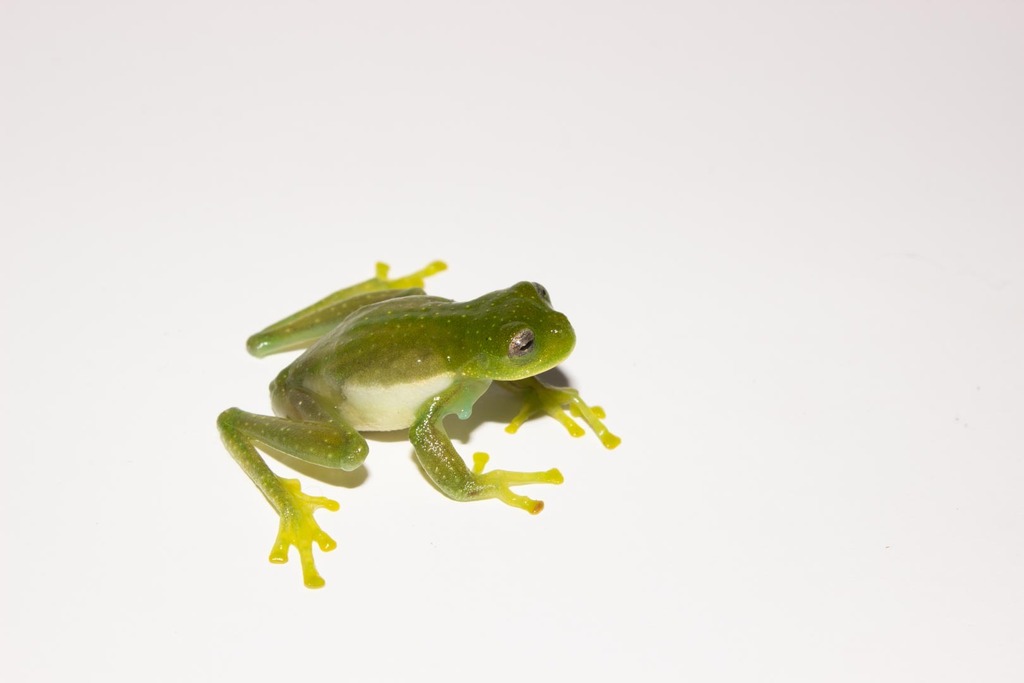 Centrolene robledoi