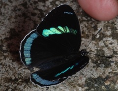 Diaethria euclides phlogea
