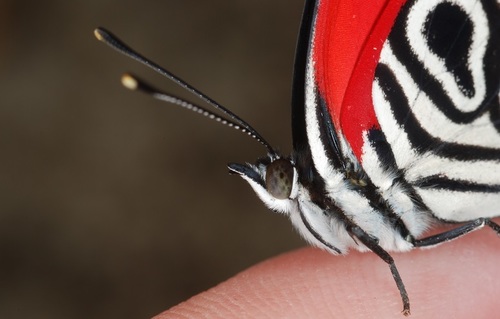Diaethria clymena peruviana