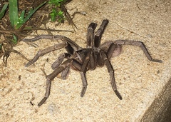 Acanthoscurria