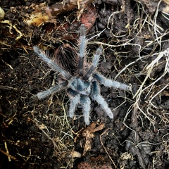 Dugesiella anitahoffmannae