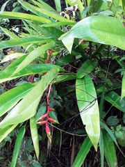Heliconia juruana