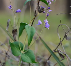Veronica perfoliata