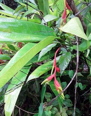 Heliconia juruana
