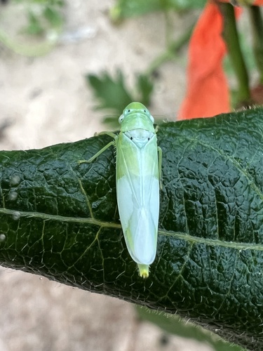 Conoguinula coeruleopennis observed 2025-06-22