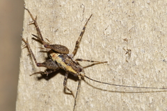 Pleioplectron hudsoni