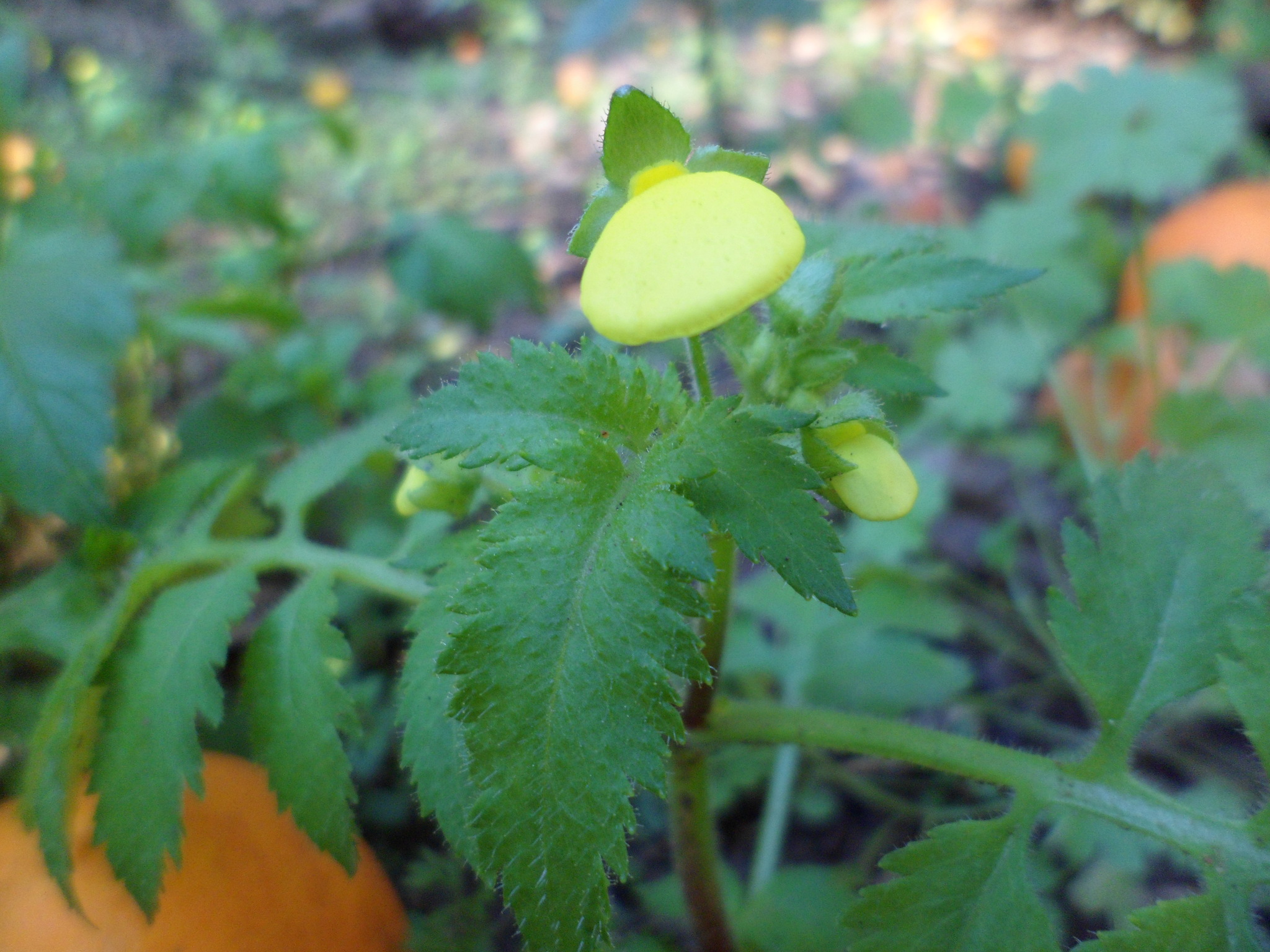 Calceolaria tripartita