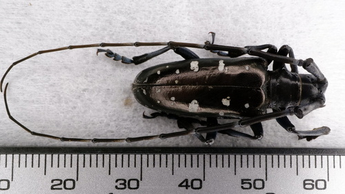 Asian Longhorned Beetle