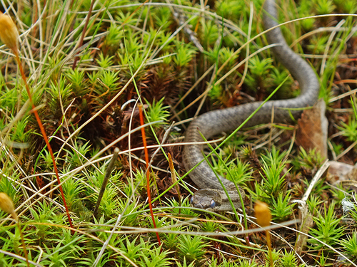 Smooth Snake, Gelderland, NL, photo 10 of 10