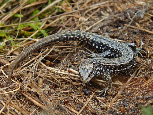 Viviparous Lizard, Gelderland, NL, photo 7 of 10