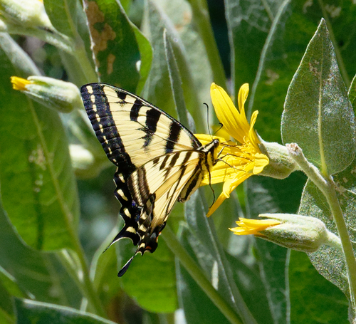 iNaturalist observation photo of Western Tiger Swallowtail