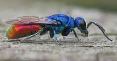 Chrysis ignita