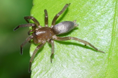 Hypodrassodes maoricus