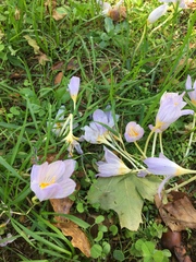 Crocus kotschyanus