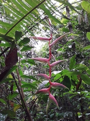 Heliconia chartacea