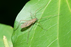 Amphineurus insulsus