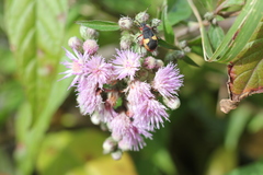 Dysdercus albofasciatus