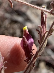 Cordylanthus parviflorus