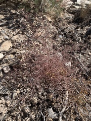 Cordylanthus parviflorus