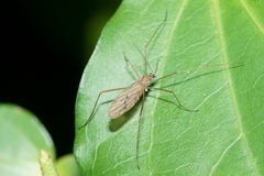Amphineurus insulsus