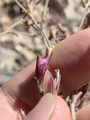 Cordylanthus parviflorus