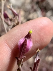 Cordylanthus parviflorus