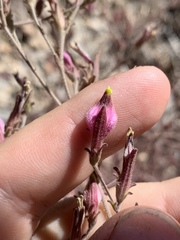 Cordylanthus parviflorus