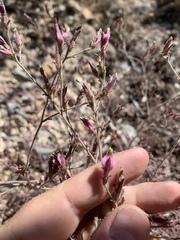 Cordylanthus parviflorus