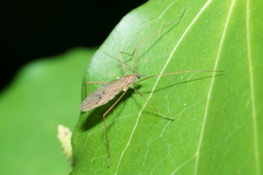 Amphineurus insulsus