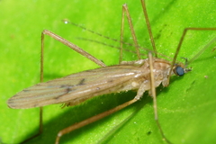 Amphineurus insulsus