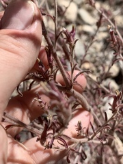 Cordylanthus parviflorus