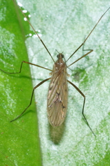 Amphineurus insulsus