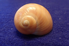 Natica stellata