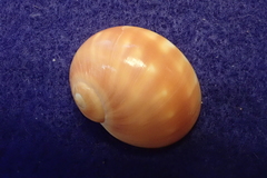 Natica stellata