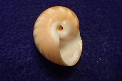 Natica stellata