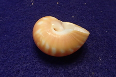 Natica stellata