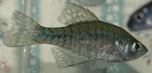 Pomoxis annularis