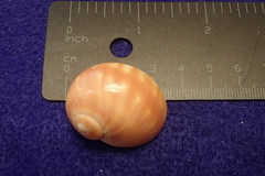 Natica stellata