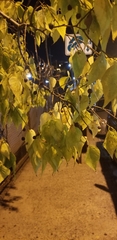 Celtis occidentalis