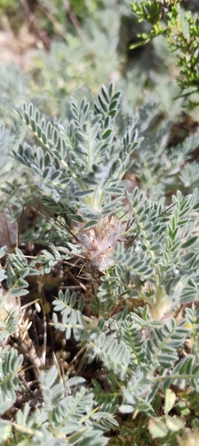 Astragalus nevadensis, photograph 4