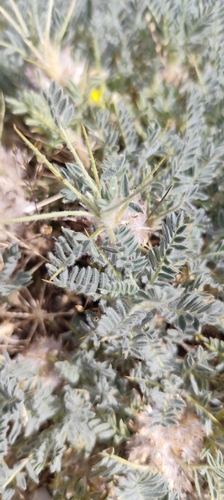 Astragalus nevadensis, photograph 5